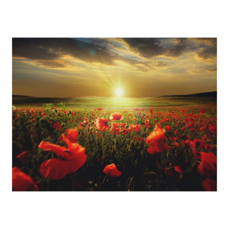 Fototapet Morning On The Poppy Meadow-01