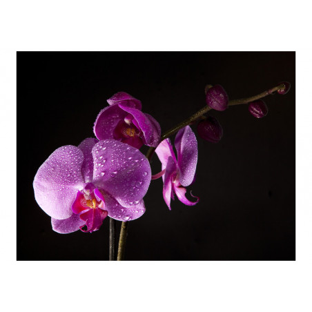 Fototapet Stylish Orchis-01