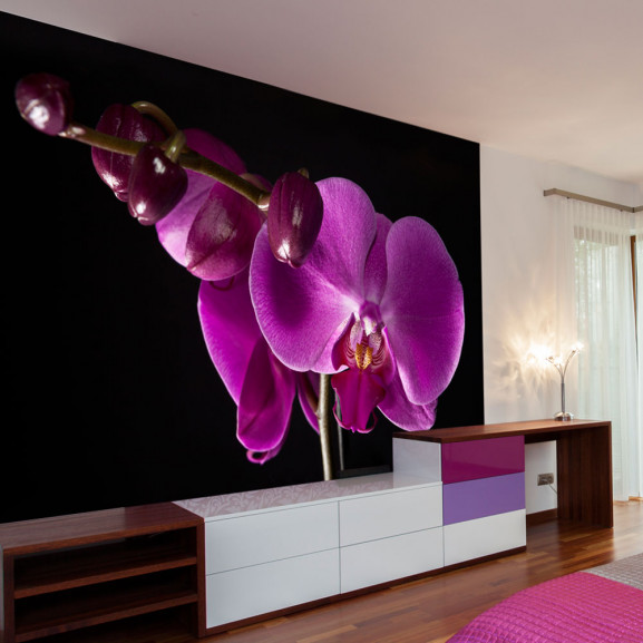 Fototapet Elegant Orchis