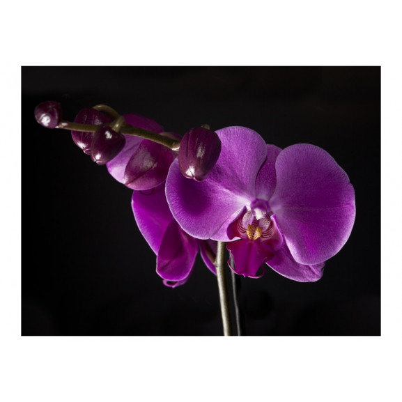 Fototapet elegant orchis