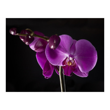 Fototapet Elegant Orchis-01