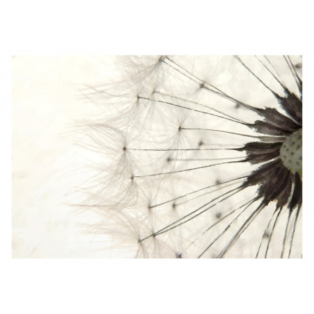 Fototapet White Dandelion-01