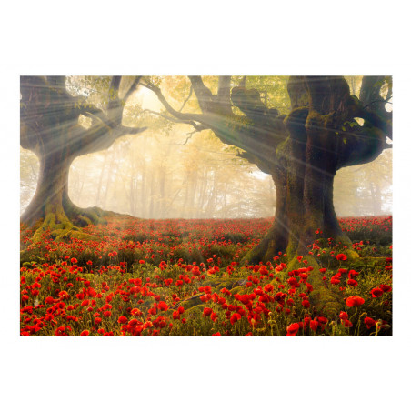 Fototapet Morning Among Poppies-01