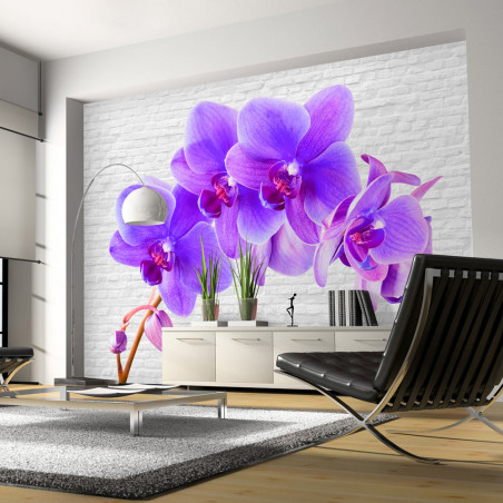 Fototapet Violet Excitation-01
