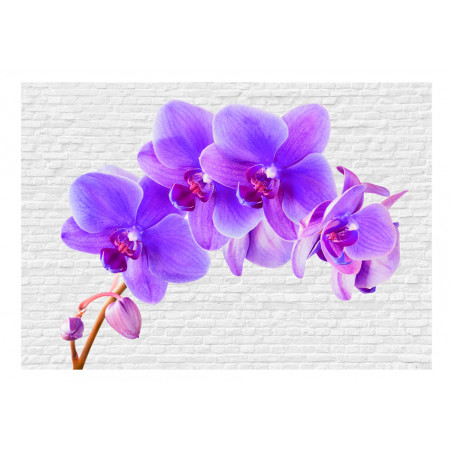 Fototapet Violet Excitation-01