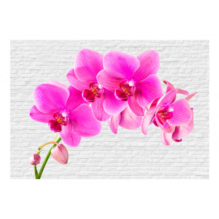 Fototapet Pink Excitation-01
