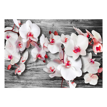 Fototapet Callous Orchids-01