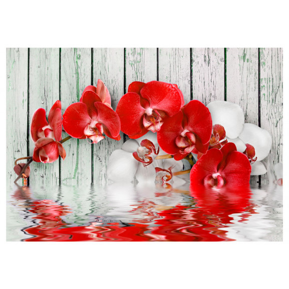 Fototapet ruby orchid