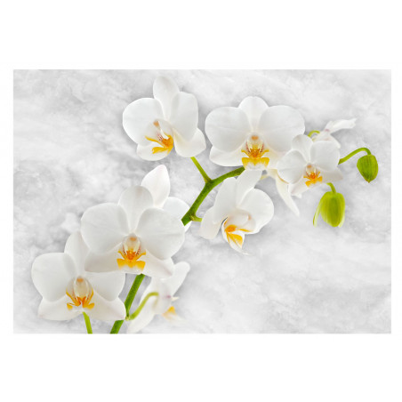 Fototapet Lyrical Orchid White-01