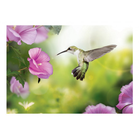 Fototapet Humming-Bird-01