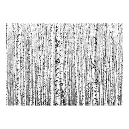 Fototapet Birch Forest-01