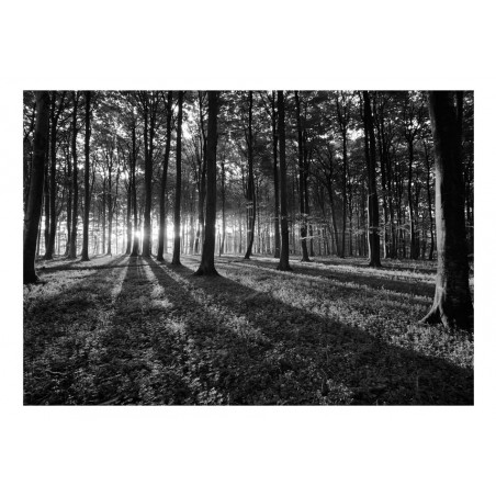 Fototapet The Light In The Forest-01