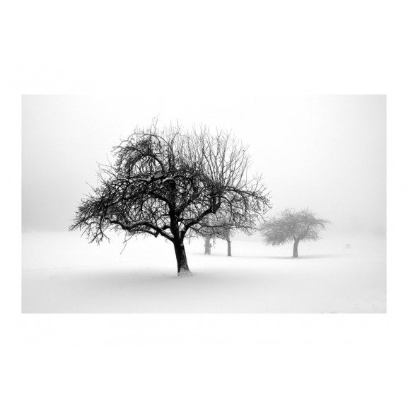Fototapet winter trees