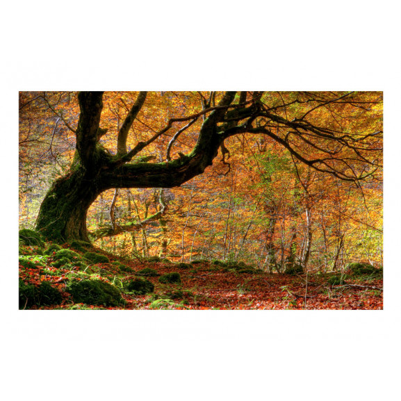 Fototapet autumn, forest and leaves