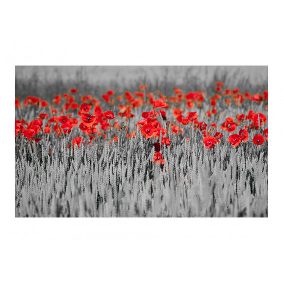 Fototapet red poppies on black and white background