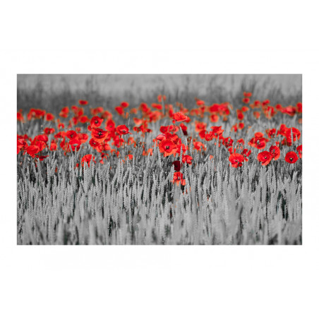 Fototapet Red Poppies On Black And White Background-01