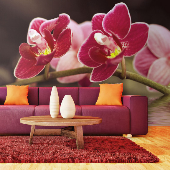 Fototapet Beautiful Orchid Flowers On...