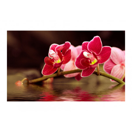 Fototapet Beautiful Orchid Flowers On The Water-01