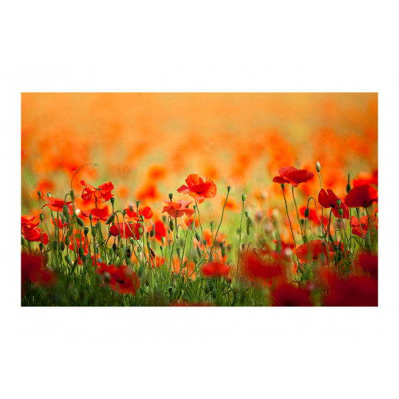 Fototapet Poppies In Shiny Summer Day