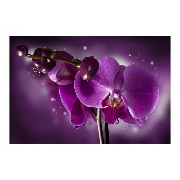 Fototapet Fairy Tale And Orchid title=Fototapet Fairy Tale And Orchid