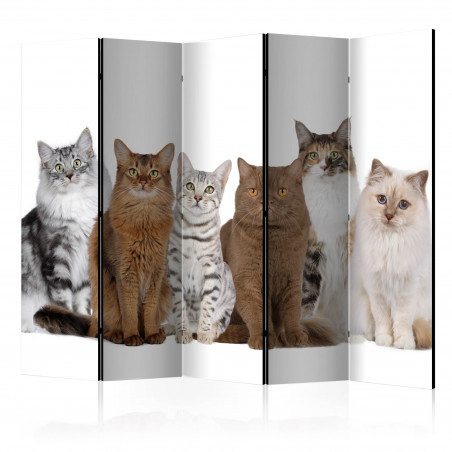 Paravan Sweet Cats Ii [Room Dividers] 225 cm x 172 cm-01